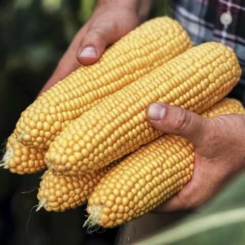 Seminte Porumb Zaharat Deliciosul, Plic 30 g, Kertimag, Soi Dulce pentru Fiert si Conservat [2]