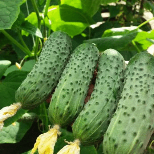 Seminte Profesionale Castraveti Jaguar F1 (TECU 530), Pachet 500 Seminte, Klastorf [2]