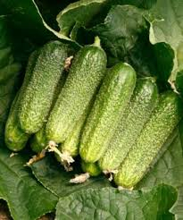 Seminte Profesionale Castraveti Jaguar F1 (TECU 530), Pachet 500 Seminte, Klastorf [3]