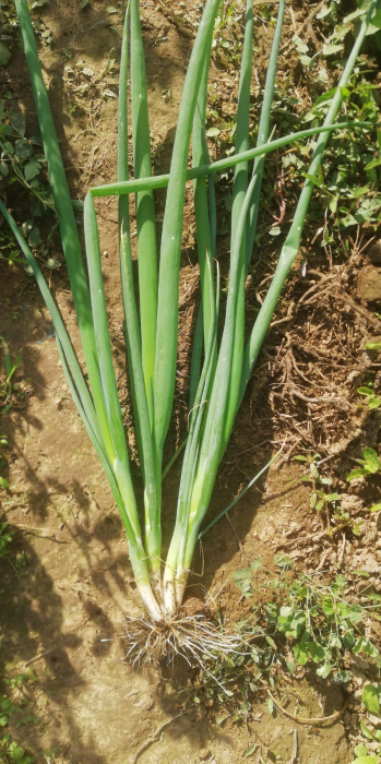 Seminte profesionale Ceapa de legatura Tycoon F1 - 10.000 seminte Klastorf - Productivitate Maxima [3]