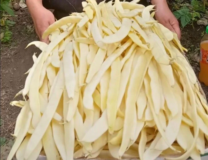 Seminte Profesionale Fasole Hula, Pachet 500g, Fasole Verde Pitica Foarte Productiva, Klastorf [3]