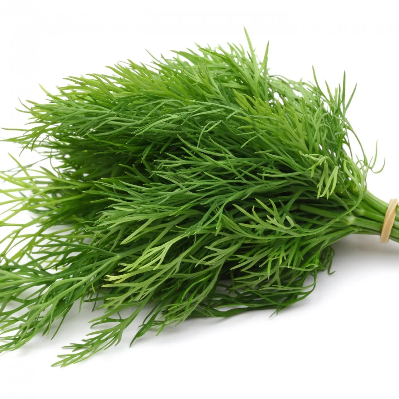 Seminte Profesionale Marar Annette, Pachet 500g, Varietate pentru Masa Verde, Klastorf [3]