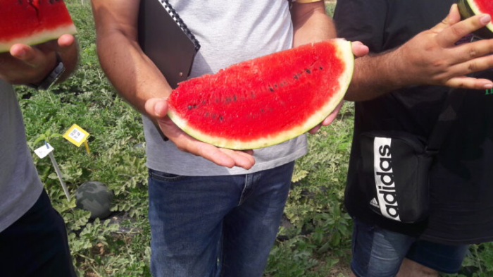 Seminte profesionale Pepene rosu Fiesta F1 - 100 seminte Klastorf - Productiv si Dulce [2]