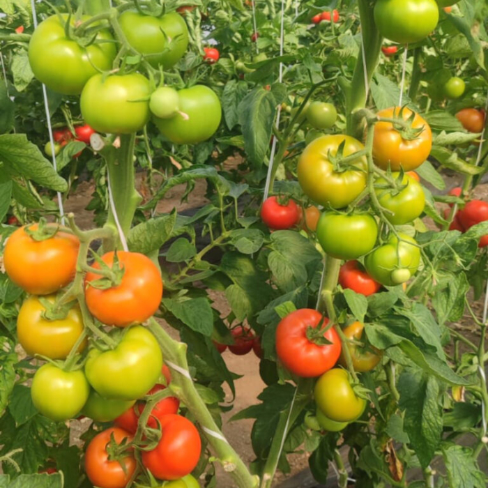 Seminte profesionale Tomate Pachamama - 100 seminte Klastorf - Rosii Gigant tip Beef [4]