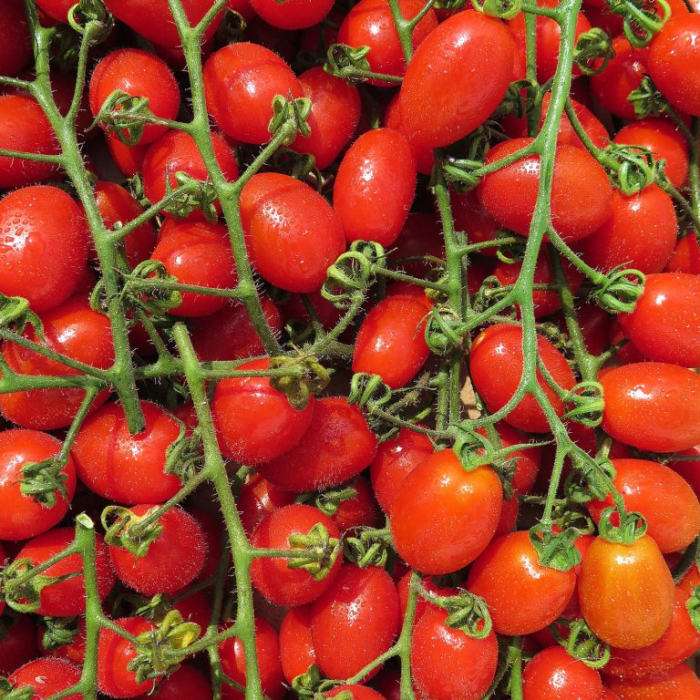 Seminte profesionale Tomate Zuccherino F1 - 100 seminte Klastorf - Rosii Cherry Extra Dulci [2]
