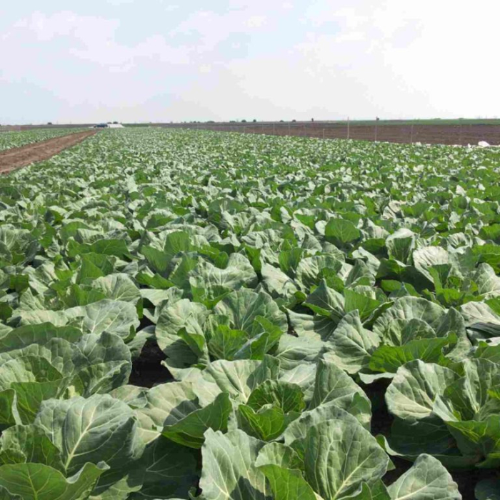 Seminte profesionale Varza extratimpurie Delight ball F1 5g Klastorf - Productie Rapida [5]