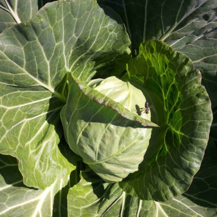 Seminte profesionale Varza extratimpurie Delight ball F1 5g Klastorf - Productie Rapida [3]