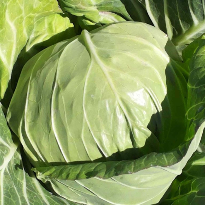 Seminte profesionale Varza extratimpurie Delight ball F1 5g Klastorf - Productie Rapida [2]