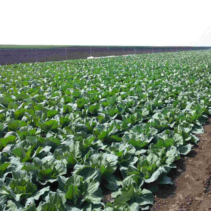 Seminte profesionale Varza extratimpurie Delight ball F1 5g Klastorf - Productie Rapida [4]