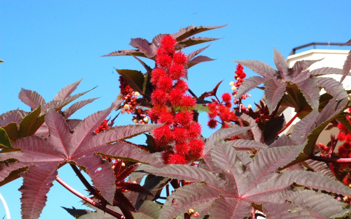 Seminte Ricin (Ricinus communis), 3 g, Kertimag, Planta Ornamentala Gigant si Repelent Cartite [3]