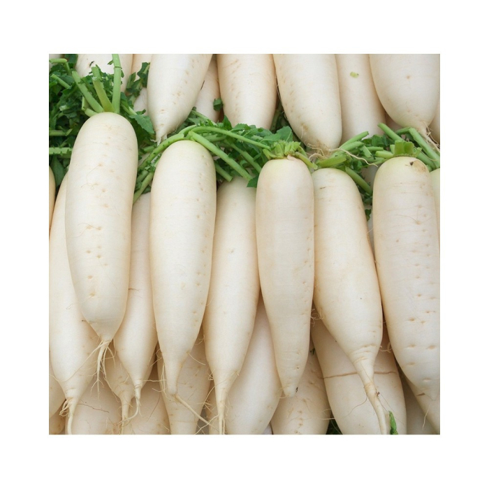 Seminte Ridichi albe lungi Minowase 4g Agrosem - Ridiche Tip Daikon Crocanta [4]