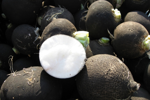 Seminte Ridichi de Iarna Runder Schwarzer Winter 3g Kertimag - Ridiche Neagra de Iarna [2]