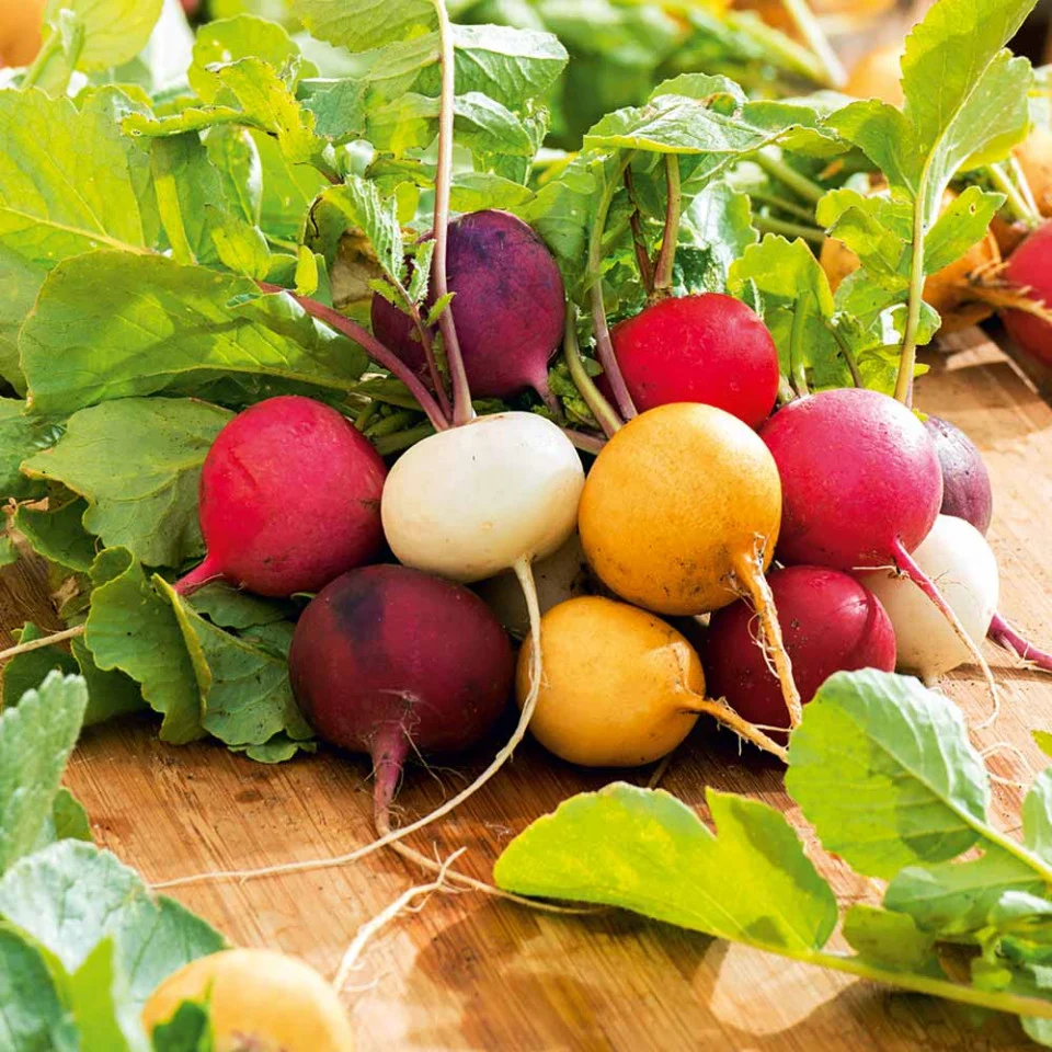 Seminte Ridichi de luna Mix 4g Agrosem - Amestec Colorat de Soiuri Timpurii [2]