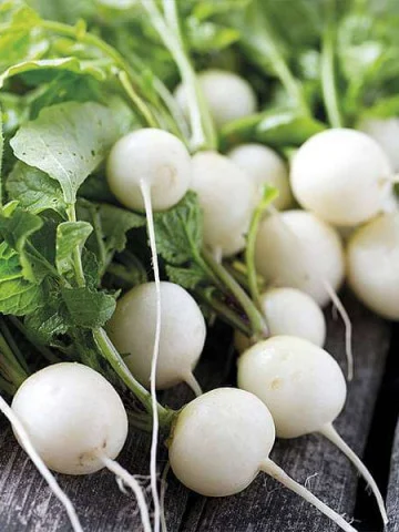 Seminte Ridichi de luna Sniezka 3g Agrosem - Ridichi Albe Rotunde si Crocante [3]