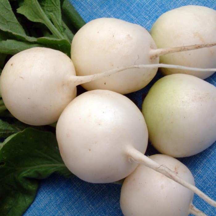 Seminte Ridichi de Vara Mikepercs iVaj 3g Kertimag - Ridichi Albe Fragede si Crocante [2]