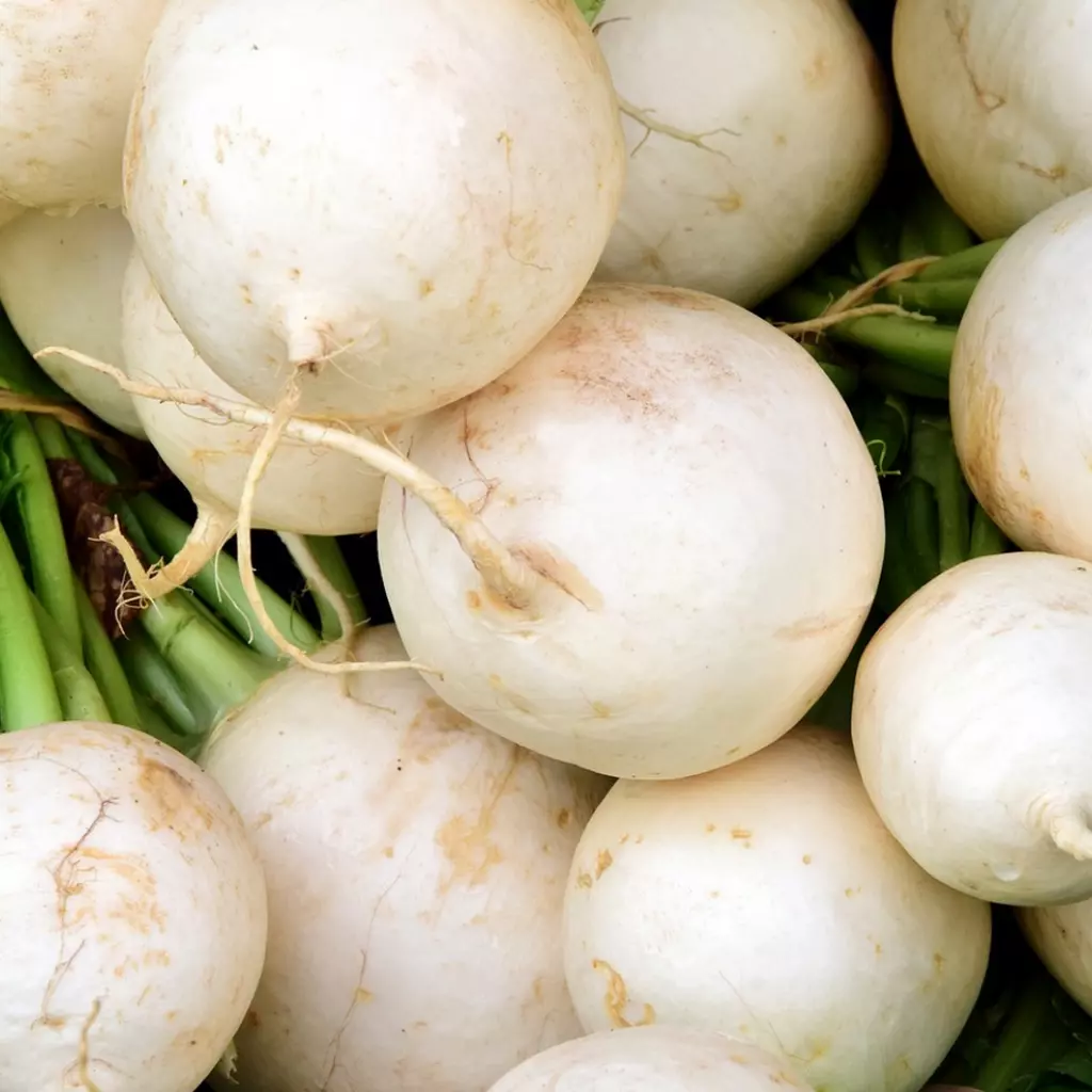 Seminte Ridichi de Vara Munchener Bier 3g Kertimag - Delicioase alaturi de Bere [3]