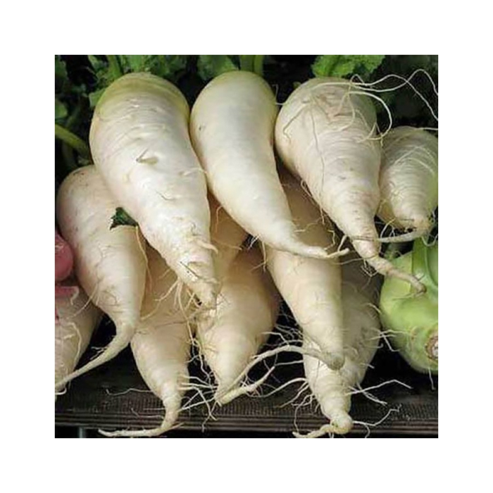 Seminte Ridichi de Vara Munchener Bier 50g Kertimag - Ridiche Alba Uriese [2]