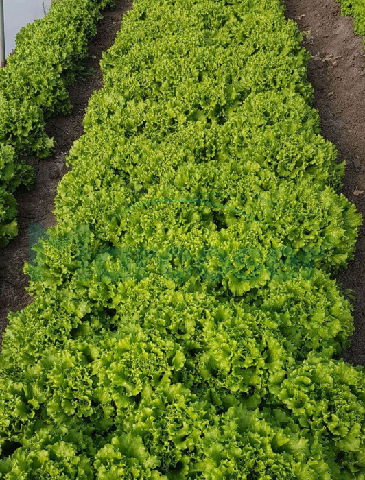 Seminte Salata creata Gentilina 1.5g Agrosem - Salata Tip Lollo Bionda Crocanta [5]