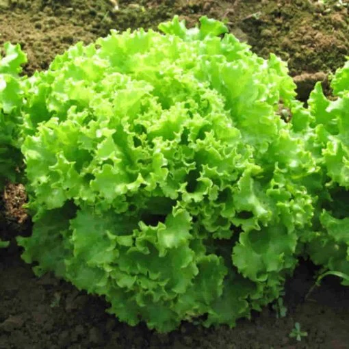 Seminte Salata creata Gentilina 1.5g Agrosem - Salata Tip Lollo Bionda Crocanta [3]