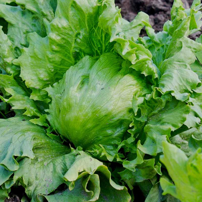 Seminte Salata Great Lakes 118 12g Agrosem - Capatana Mare si Textura Crocanta [2]