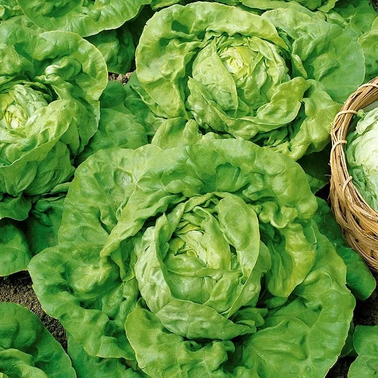 Seminte Salata Humil 2.5g Kertimag - Soi de Iarna Rezistent la Frig [2]