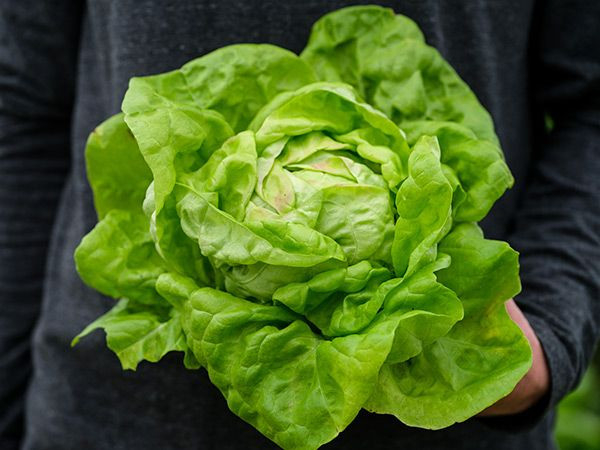 Seminte Salata May Queen 2.5g Agrosem - Regina Primaverii Timpurie si Frageda [3]