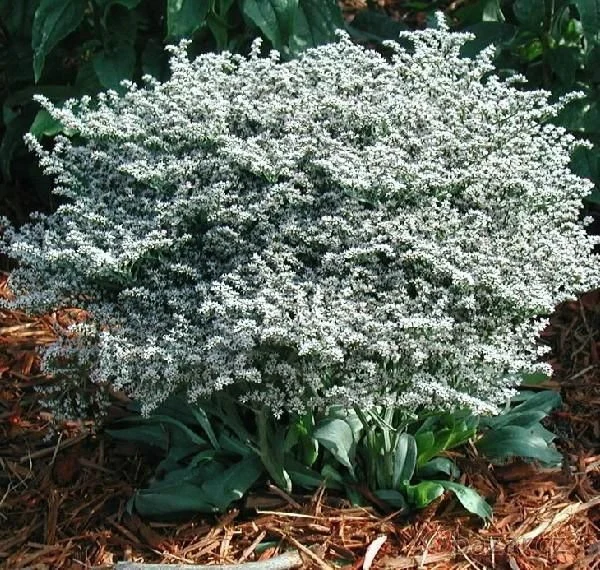 Seminte Saraturica Perena Alba (Gypsophila paniculata), 0.2 g, Kertimag [3]