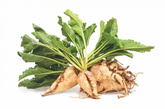 Seminte Sfecla de Zahar 100g Kertimag - Randament Ridicat de Zaharoza [2]