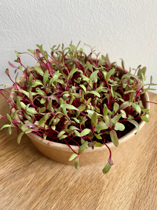 Seminte Sfecla Rosie pentru Germeni 10g Agrosem - Microplante Bogate in Vitamine [2]