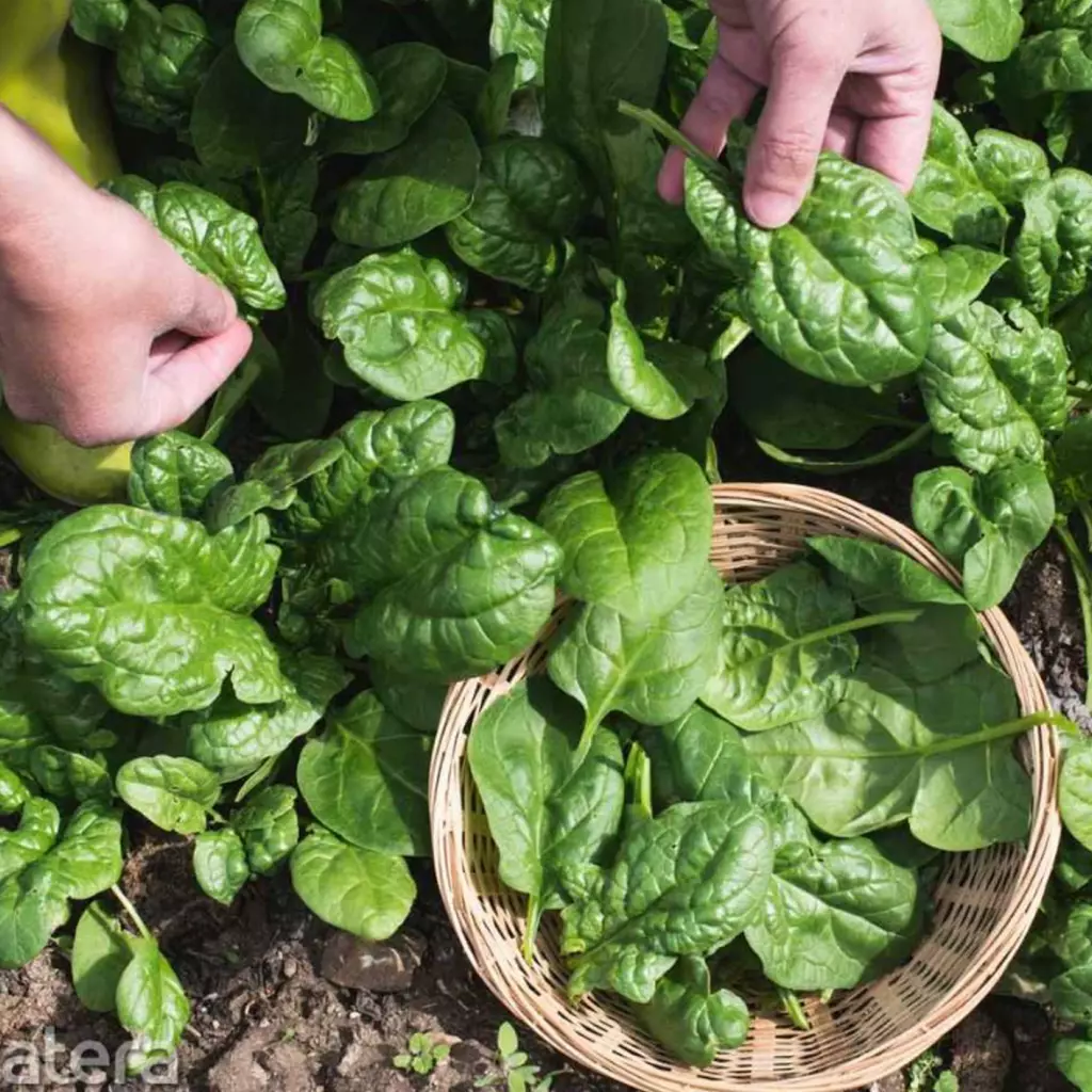 Seminte Spanac Matador 100g Kertimag - Soi Productiv Rezistent la Frig [2]