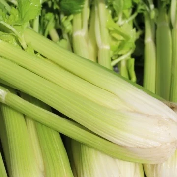 Seminte Telina de Petiol (Apio) Nuget, 1 g, Kertimag, Tulpini Fragede si Aromate [2]