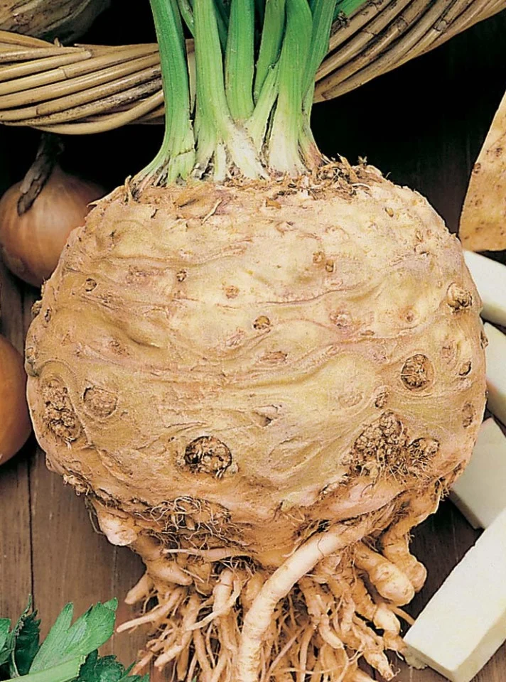 Seminte Telina de Radacina Gigante di Praga 1.5g Agrosem - Soi Productiv [2]