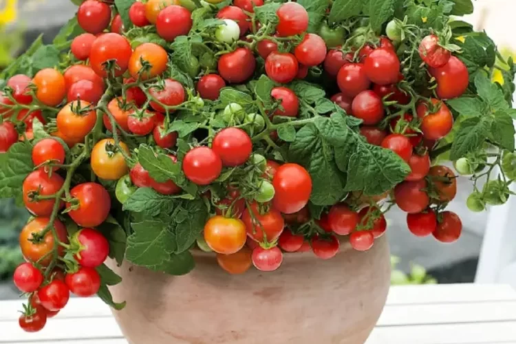 Seminte Tomate Bajaja 0.5g Kertimag - Rosii Cherry pentru Ghiveci si Balcon [3]