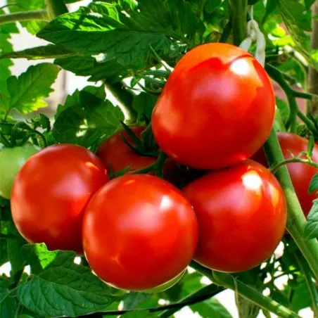 Seminte Tomate Kecskemeti 3 F1 20 seminte Kertimag - Hibrid Determinat Productiv [2]