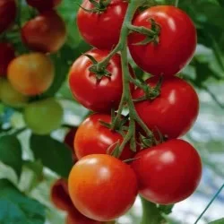 Seminte Tomate Kecskemeti 3 F1 20 seminte Kertimag - Hibrid Determinat Productiv [3]