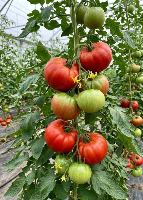Seminte Tomate Marmande 0.7g - Soi Clasic Frantuzesc cu Fructe Mari si Gust Autentic [2]