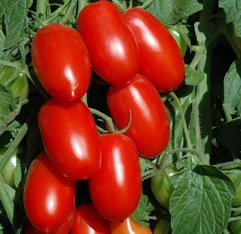Seminte Tomate Roma VF 0.5g Kertimag - Rosii tip Prunisoara pentru Conserve si Sosuri [2]