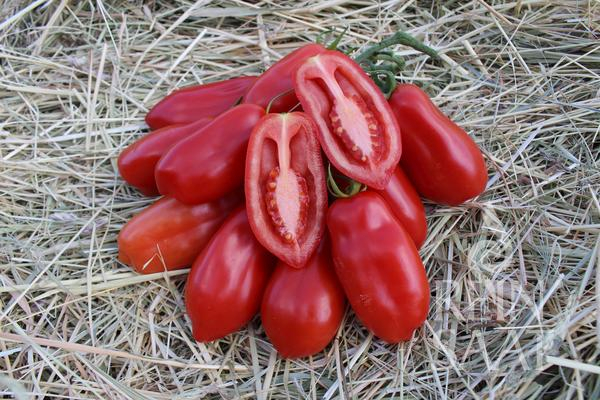 Seminte Tomate San Marzano 3 0.4g Agrosem - Cele mai bune Rosii pentru Bulion si Sos [5]