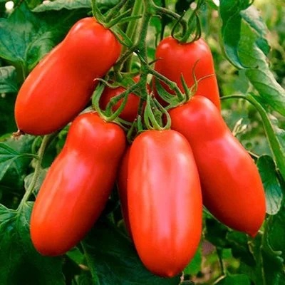 Seminte Tomate Scatolone 3 0.3g - Soi Italian pentru Sosuri si Umplut [2]