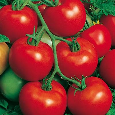 Seminte Tomate St. Pierre 0.4g Agrosem - Rosii Traditionale pentru Sera si Solar [4]