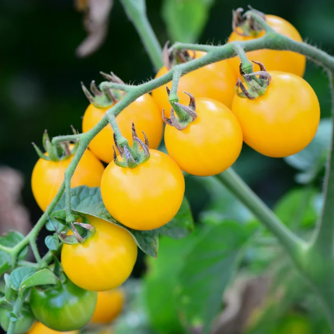 Seminte Tomate Yellow Cherry 0.2g Agrosem - Rosii Cherry Galbene Dulci si Productive [4]