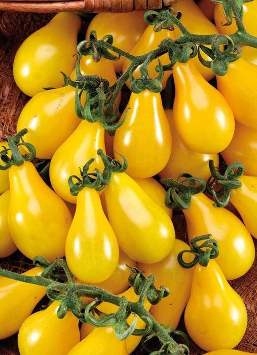 Seminte Tomate Yellow Pearshaped 0.3g - Rosii Cherry Galbene tip Para Foarte Dulci [2]
