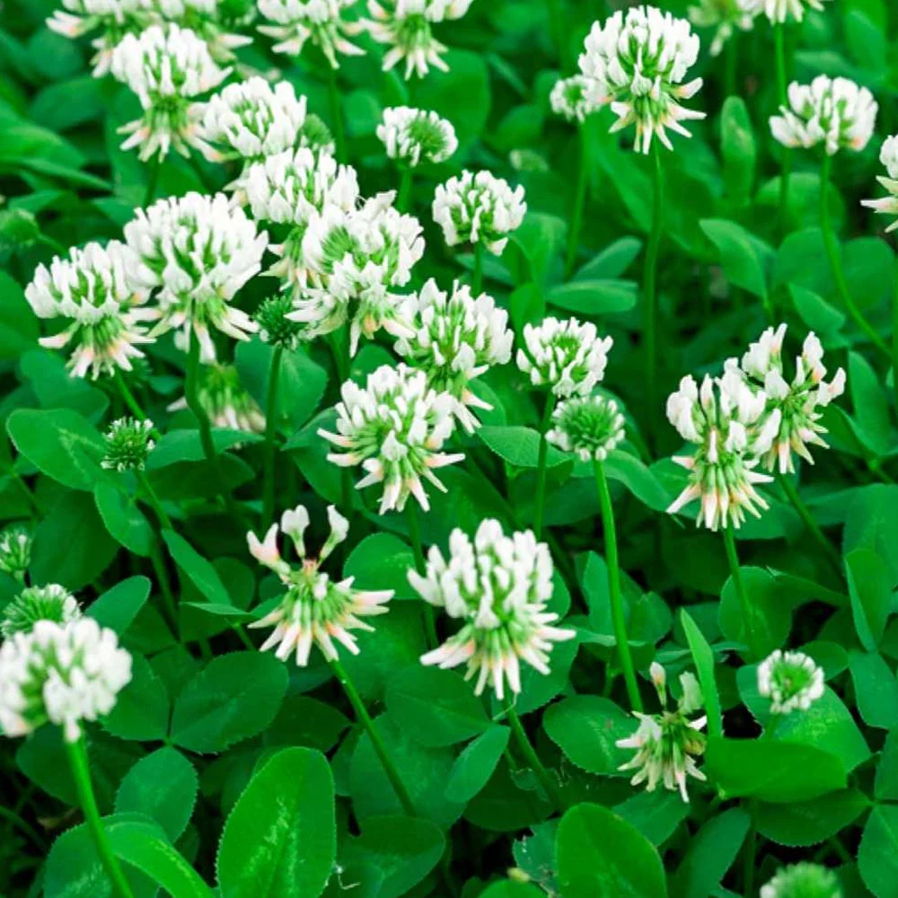 Seminte Trifoi Alb Tarator Rivendel, 100 g, Kertdoktor Kertimag, Talie Pitica si Densitate Mare [2]