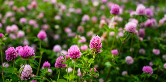 Seminte Trifoi Rosu Rozeta, Punga 1 kg, Prima Sementi, Productivitate Ridicata si Rezistenta la Ger [4]