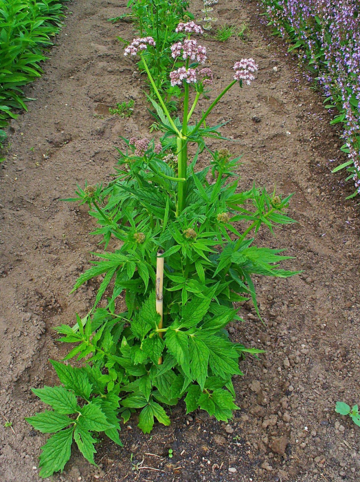 Seminte Valeriana 1g - Planta Perena Medicinala si Decorativa pentru Gradina [2]