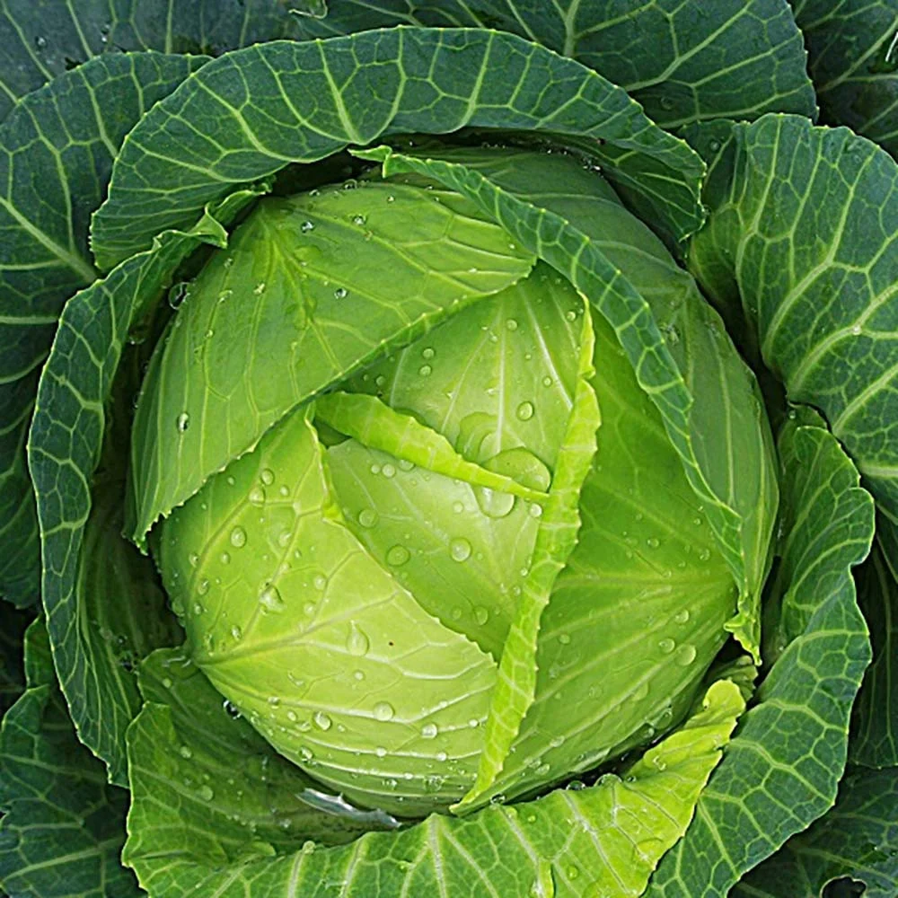 Seminte Varza Amager 2g Kertimag - Soi Tardiv Excelent pentru Depozitare [2]