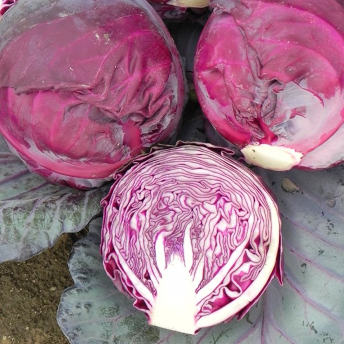 Seminte Varza Rosie Rufus 2g Kertimag - Soi Timpuriu cu Productivitate Ridicata [3]