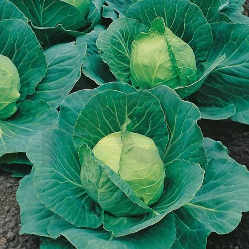 Seminte Varza Timpurie Golden Acre 5g - Soi Rapid si Productiv pentru Salate [2]