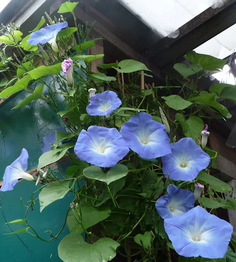 Seminte Zorele Albastru Deschis, Plic 2g, Planta Agatatoare Ipomoea, Kerimag [4]