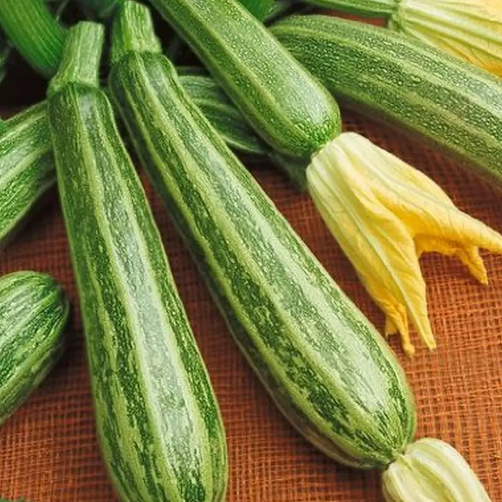 Seminte Zucchini Striato D'Italia 3g Kertimag - Dovlecel Dungat Italian [3]